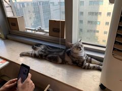 -Cappucimeow猫咪咖啡馆(韦伯时代店)
