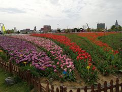 -荷兰花海