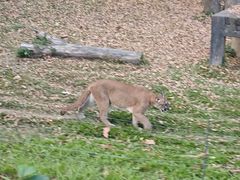 -清迈夜间动物园