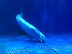 -多彩贵州城极地海洋世界