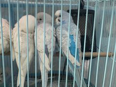 -青石桥花鸟鱼虫市场(叠翠城店)