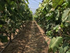 -马陆小张葡萄园农家乐