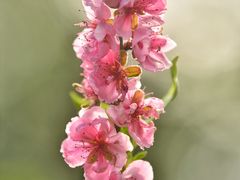 -桃花涧