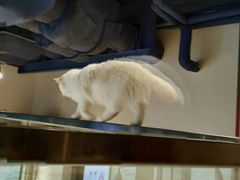 -瞄一喵猫咖(格力海岸店)