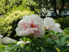 -上海醉白池公园
