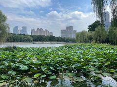 -后襄河公园