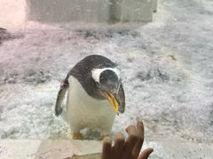 -大连圣亚海洋世界