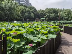 -陈家山荷花公园
