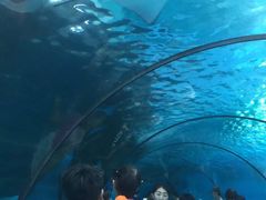 -泉城欧乐堡海洋极地世界