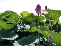 -荷塘月色湿地公园·向阳花洲