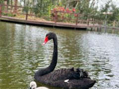 -海南热带野生动植物园
