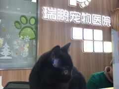 -瑞鹏宠物医院·宠保定点·心脏科·内科(御桥分院)