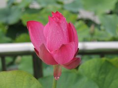 -莲花池公园