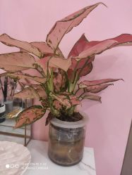 -汐月Health纤体spa中心