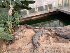 -辛玛王国游乐园