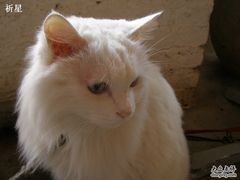 -Babycat私家御饼屋(龙头路一店)