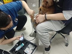 -申普宠物医院·心脏介入·心血管微创(总院)