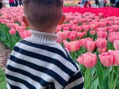 -洛阳郁金香牡丹园