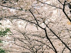 -陆家嘴中心绿地