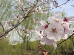 -南汇桃花村