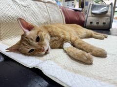 -瑞派天宁宠物医院·猫科·异宠中心