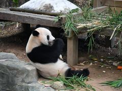 -广州长隆野生动物世界