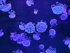 -石家庄极地海洋世界