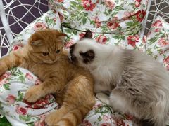 -藏猫猫咖啡主题馆(中央大道店)