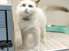 -lincat·猫舍(广州店)