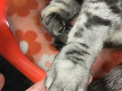 -猫咪博物馆(顶澳仔猫街店)