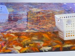 -贝悠悠(华宇时尚店)