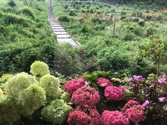 -东莞植物园