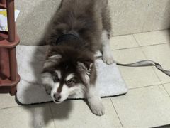 -伟伟宠物医院·CT影像中心·瑞派犬猫综合性门诊(汉口总院)