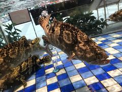 -老伙记海鲜码头(北滘店)