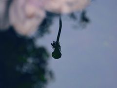 -陈家山荷花公园