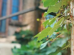 -巴厘龙虾·榜首油焖大虾(洞庭·艺术洋房店)