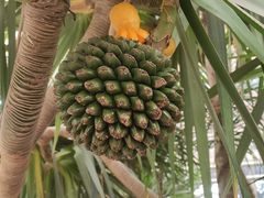 -石家庄市植物园