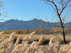 -野鸭湖国家湿地公园