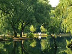 -上海共青森林公园