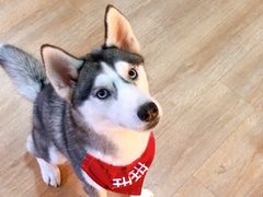 小甜甜-Husky Go! 哈士奇体验馆·宠物咖啡厅狗咖