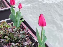 -丹东路渡口(轮渡站)