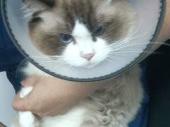 -博特宠物医院24h犬猫全科.骨科·异宠