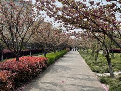 -高东镇樱花园