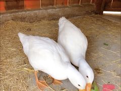 -前小桔亲子创意农场·草莓采摘·露营烧烤