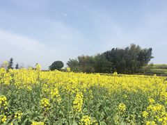 -桑洲油菜花景区