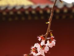 -桃花堤公园