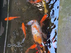 -唔呶喔哩酒家(生产街店)