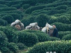 -十八棵（老龙井）御茶园(老龙井店)