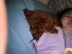 -翊宠yipet猫狗购宠庄园犬舍•猫舍