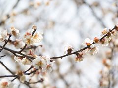 -香雪海